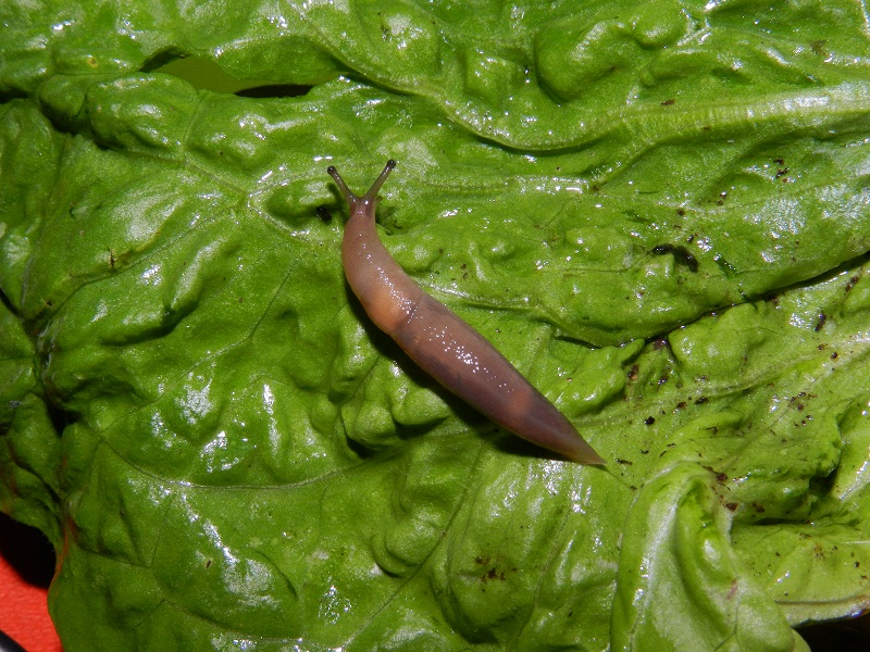 Limax alpinus da Serpiano (TI) / Svizzera